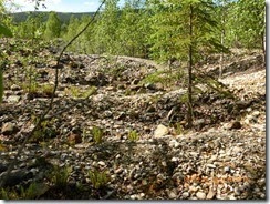Some of the old tailing piles from the dredges