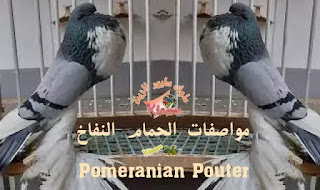 مواصفات الحمام النفاخ Pomeranian Pouter