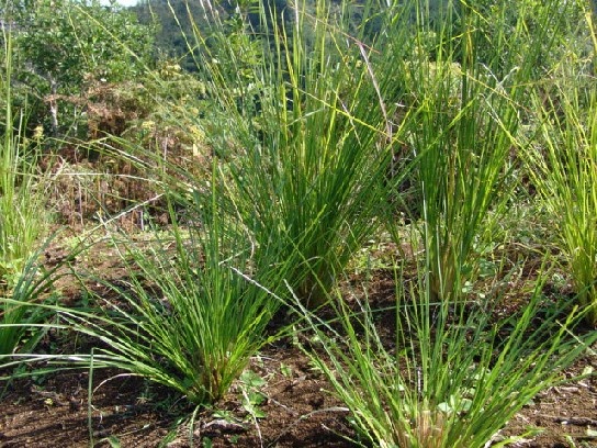 Tanaman Obat  Tanaman Berkhasiat Ramuan Tradisional 