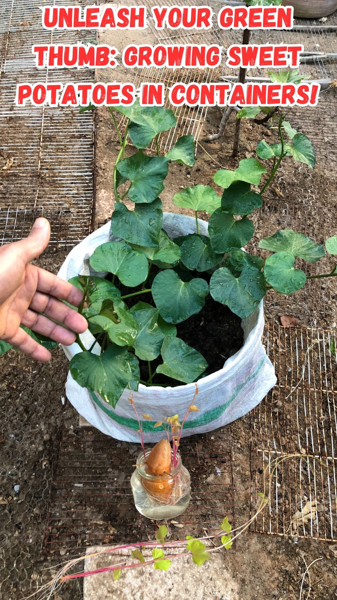 Growing sweet potatoes in containers offers a plethora of benefits, making it an excellent choice for gardeners seeking versatility, space-saving solutions, and accessibility, particularly in urban or small spaces. The advantages are abundant, making it the right time for you to embark on your own sweet potato growing journey within the confines of containers. With a dedicated approach, meticulous attention to detail, and the valuable advice provided within this comprehensive guide, you can confidently cultivate a plentiful harvest of sweet potatoes that are guaranteed to tantalize your taste buds and bring about a sense of joy and accomplishment.