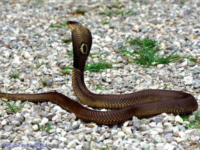 Monocled Cobra