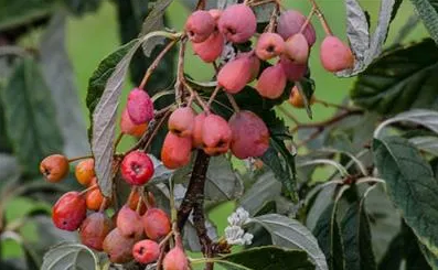 Sorbus folgneri 'Emiel'