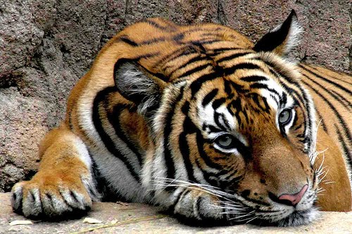 Download 9100 Koleksi Gambar Harimau Lagi Sedih  HD