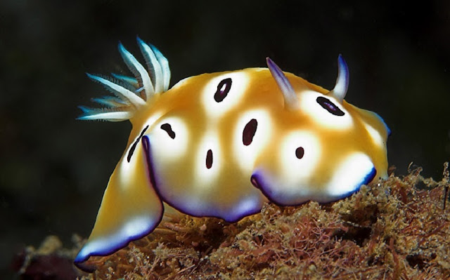 Nudibranquios 6