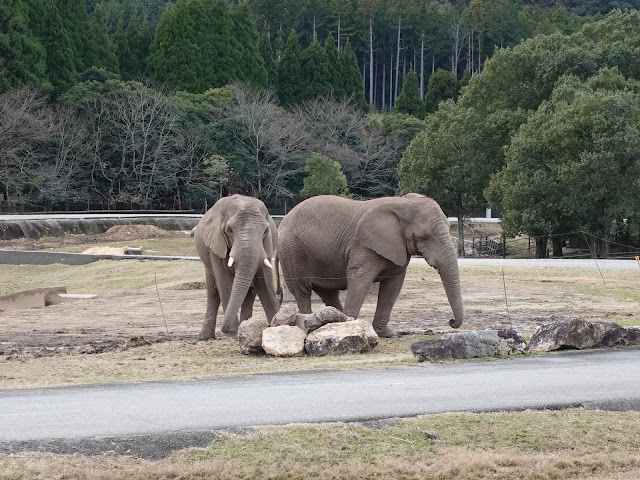 秋吉台サファリランドの像　不機嫌でした