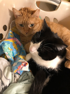 orange and tuxedo cat in a laundry basket