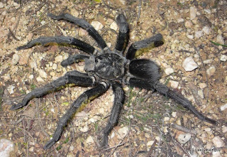 Tarantula Hispaniolan Giant Phormictopus cancerides Arachnida poisonous spider animal pets