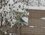 Scrub Jay Feeder 12 26 08