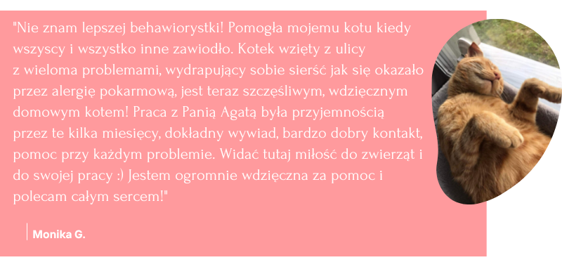 kot warszawski opinie, kot warszawski behawiorysta, behawiorysta kotów online