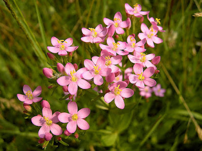 قنطريون Erythraea Centaurium