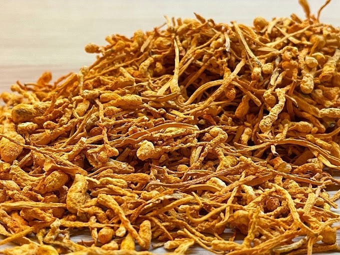 Cordyceps militaris benefits | Mushroom benefits | Biobritte mushroom center