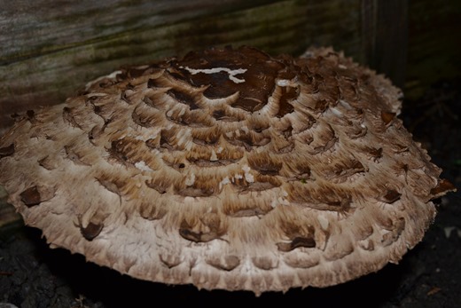 November Toadstool 4