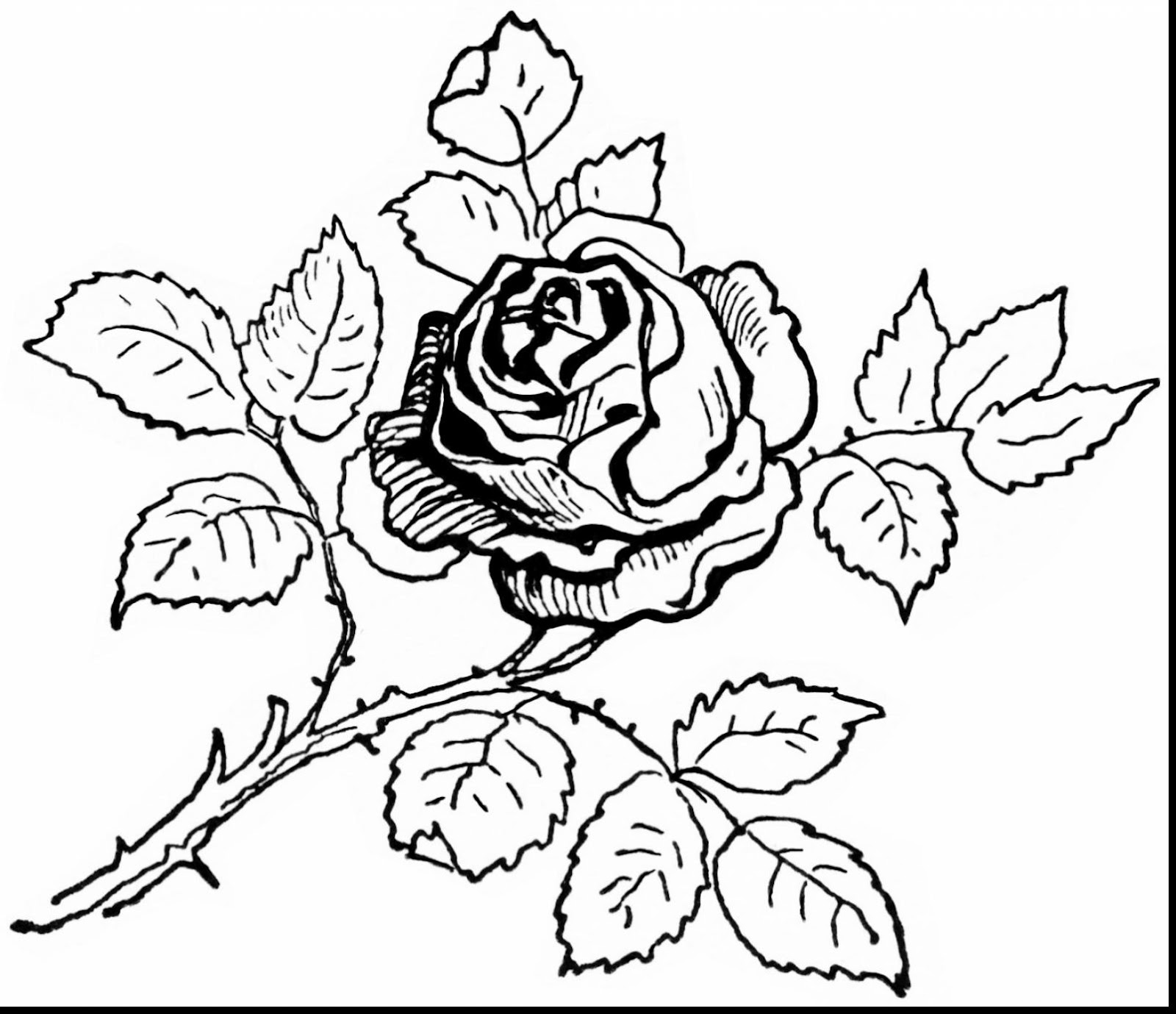 Download Small Rose Coloring Pictures Coloring Pages
