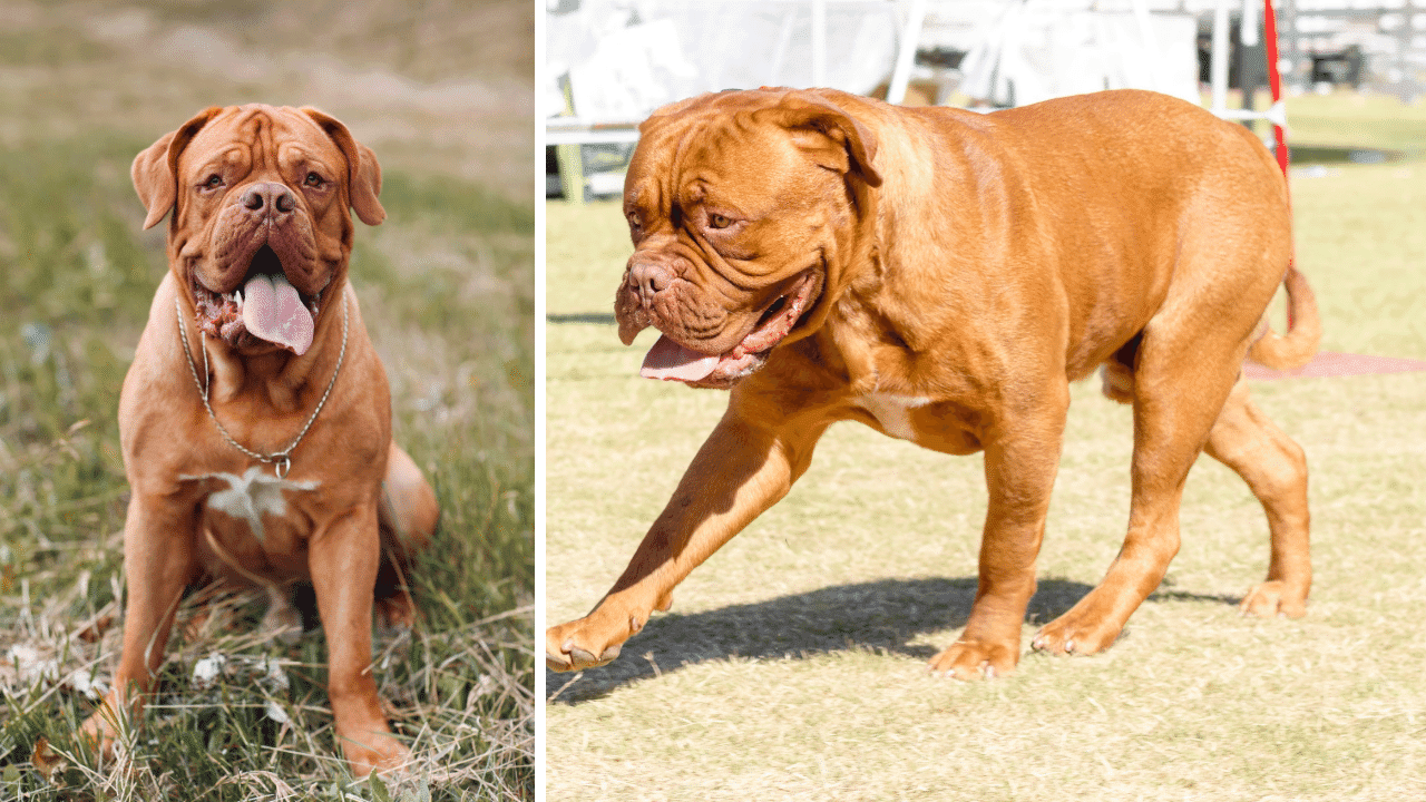 Dogue de Bordeaux