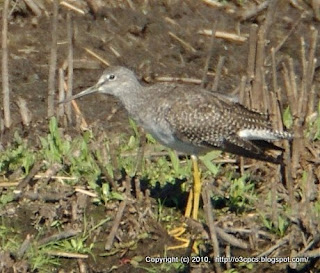 Greater Yellowlegs