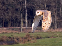 Barn Owl in flight – Sandesneben, Germany –photo by Jürgen