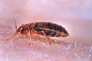 Bed Bug Image