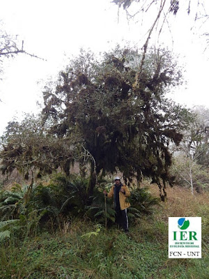 Horco mato (Myrcianthes mato)