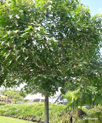 candlenut, Aleurites moluccana