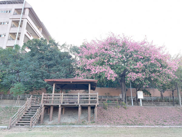 高雄楠梓益群橋後勁溪親水公園美人花開，後勁溪步道散步賞花