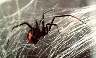 Redback spider