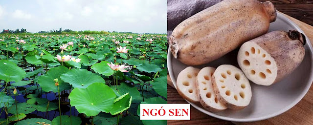 CÂY RAU LÀM THUỐC - NGÓ SEN - Nelumbo nucifera