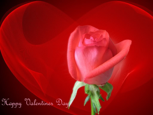 Beautiful Red Rose Valentine Wallpaper - free download wallpapers