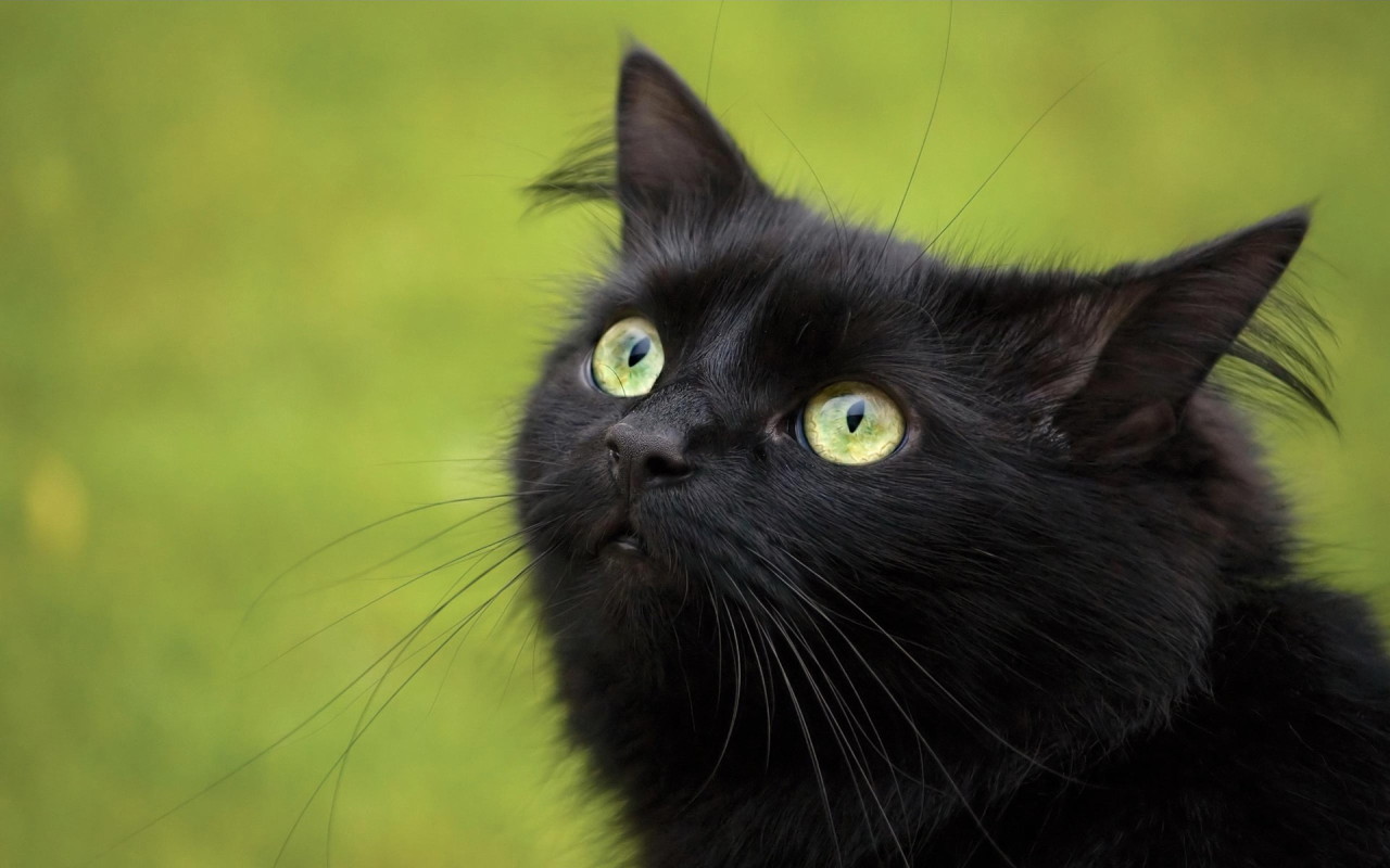 dangerous black cat hd