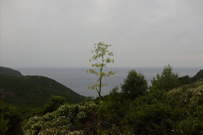 plante géante sur la mer