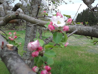 Pink apple blossoms