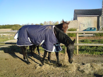 ocalis, cheval, caucalis, selle francais