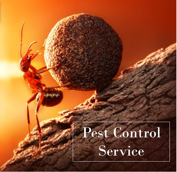 Pest Control Services Toronto