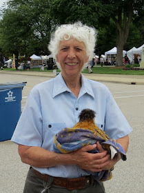 Polish bantam chicken