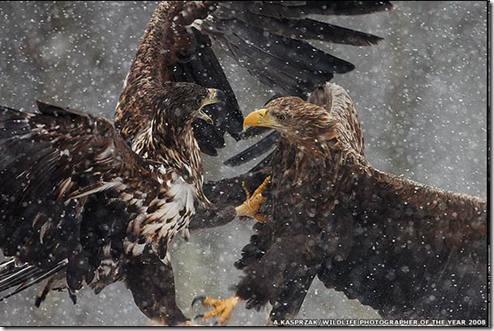 Para ver esta foto de Aguilas luchando en el invierno Polaco 