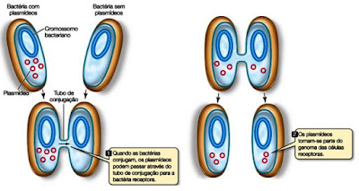 Bactérias: Reprodução