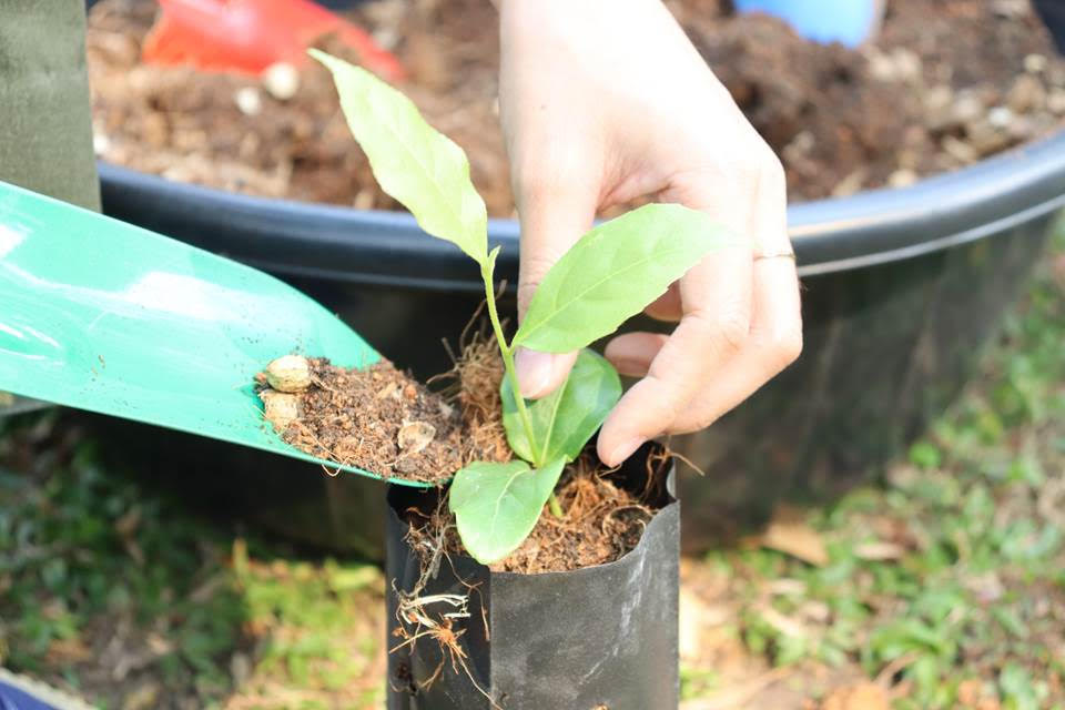 Hotel Volunteers Help Restore Chiang Mai’s Biodiverse Forest Ecosystems