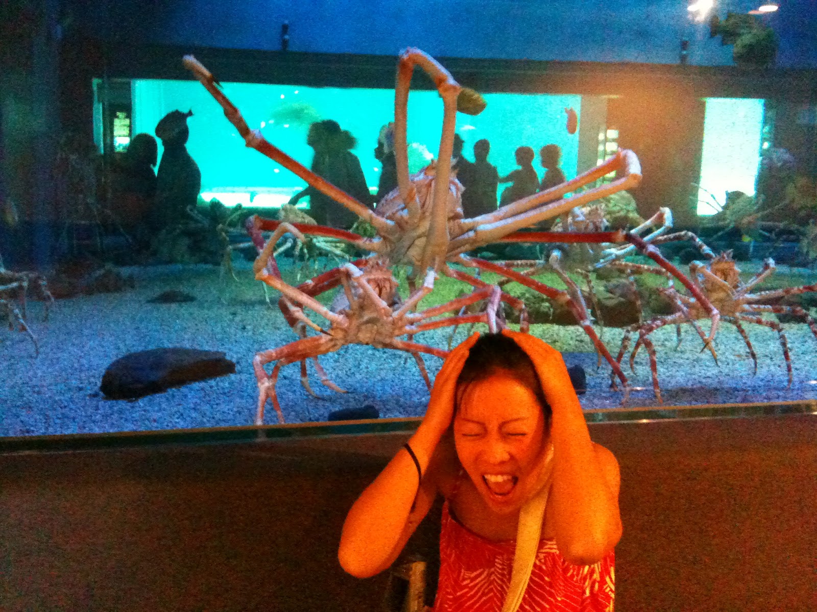 Amazing Animals Pictures Big Scary But Tender Japanese Spider Crab Macrocheira Kaempferi 45 Pics