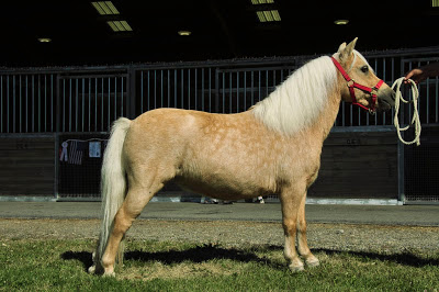 Toy - a palomino miniature mare