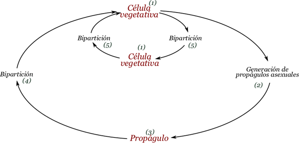 Ciclo de vida asexual. El ciclo de vida asexual tiene dos subciclos, el menor o mitótico y el mayor en el que se generan esporas asexuales, las cuales normalmente son estructuras de resistencia.
