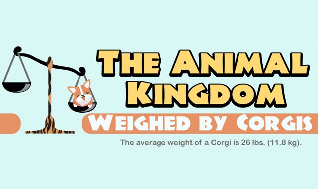 The Animal Kingdom Weighed by Corgis