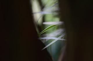 plant leaves seen through a dark crack