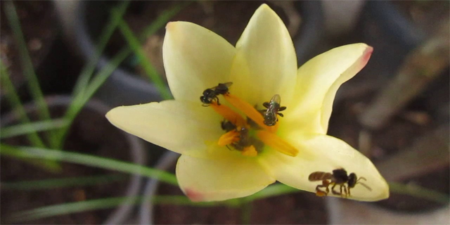 Bunga yang Disukai Lebah Klanceng