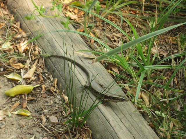 North Curl Curl Lizard