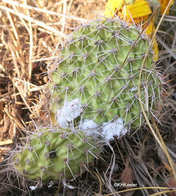 prickly pear