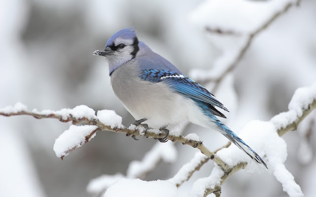 Beautiful Blue Bird Wallpaper