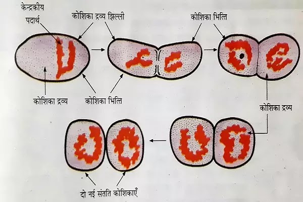 बैक्टीरिया में प्रजनन(Reproduction In Bacteria)&Harmful-Useful Bacteria|Hindi