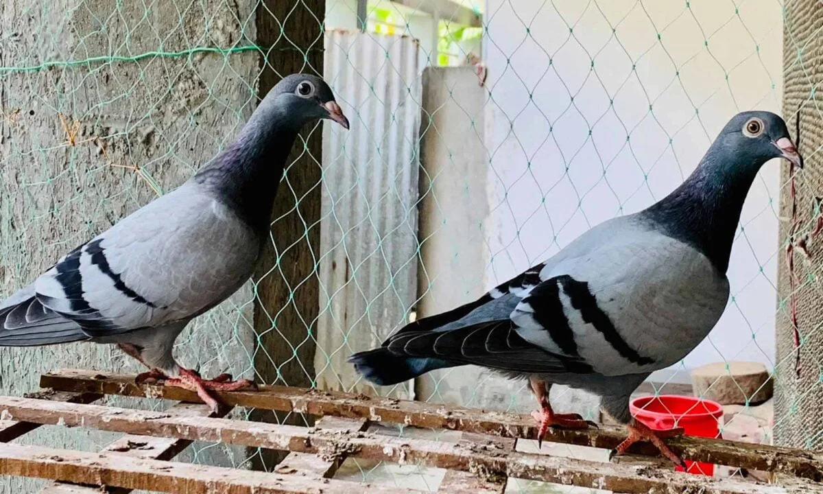  জোড়া কবুতরের ছবি - কবুতরের ছবি ডাউনলোড - উড়ন্ত কবুতরের ছবি - kobutor er pic  - insightflowblog.com - Image no 1