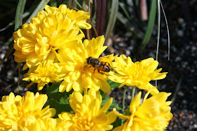 photo of bee on yellow Chrysanthemum