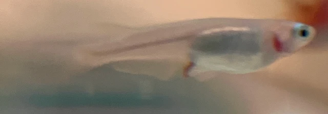 深海(しんかい)メダカ 稚魚 ７１日目