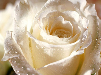 white rose flowers. white rose flowers. white rose